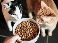 Acana sausas maistas katėms
